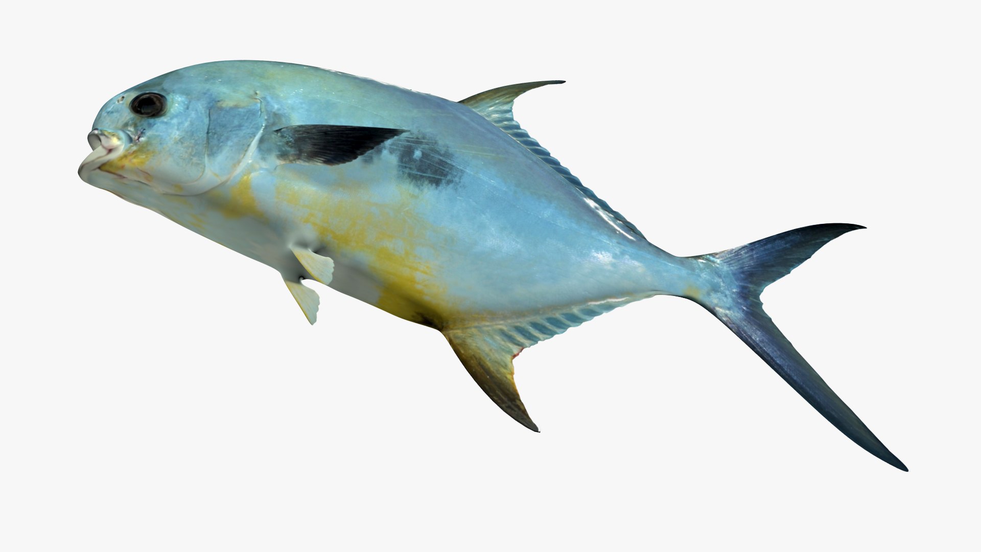 PermitFish 3D model https://p.turbosquid.com/ts-thumb/lP/2O3D0S/Lt/2/jpg/1645120718/1920x1080/fit_q87/d1042685ba87934d0bffd7c50691c8d87d10cd34/2.jpg
