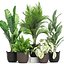 Plants collection 451