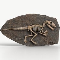 Dinosaur Fossil 003 Textured