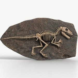 Dinosaur Fossil 003 Textured