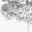Yellow Birch Tree 12.6m
