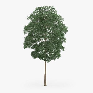 3d yellow birch 12 6m model