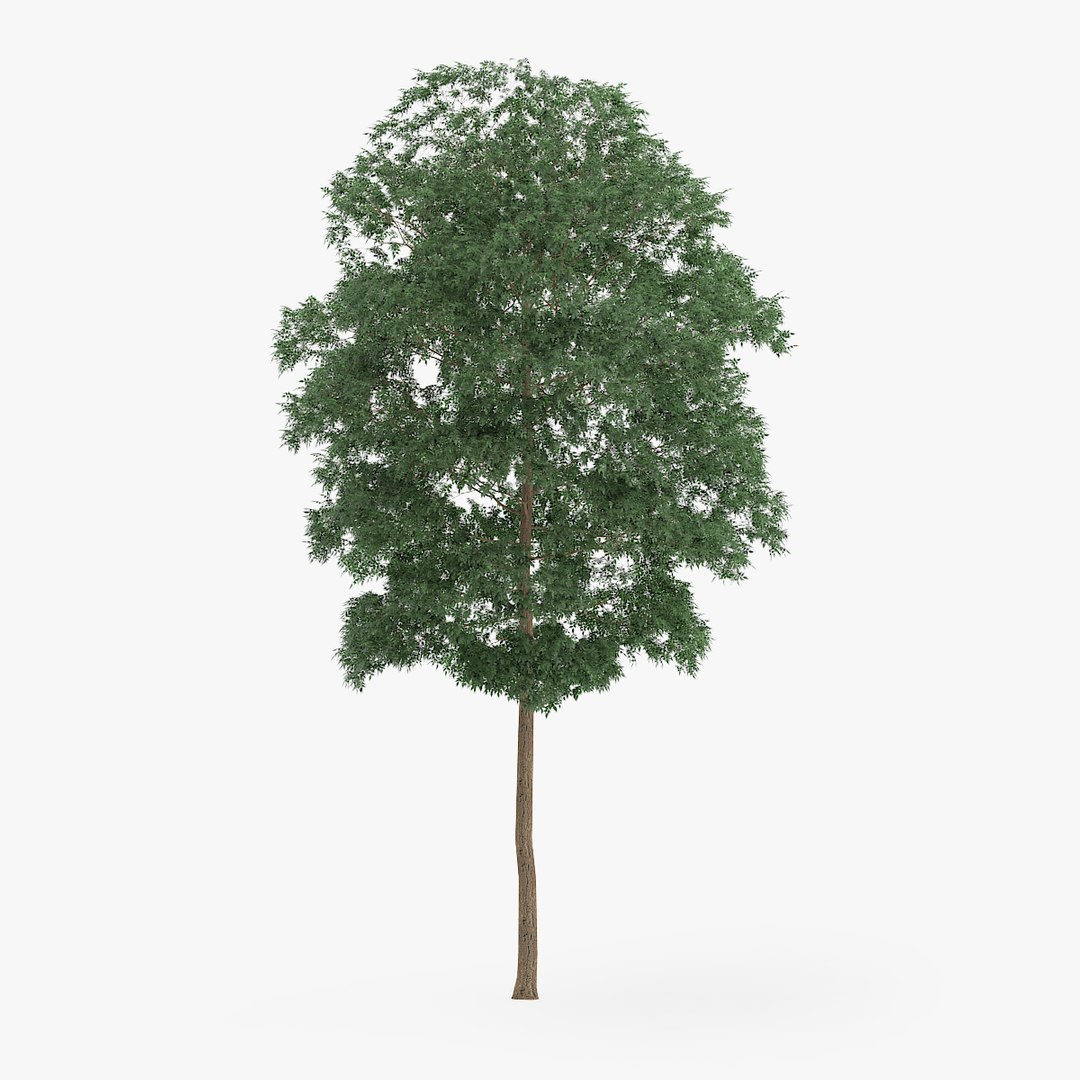 3d yellow birch 12 6m model https://p.turbosquid.com/ts-thumb/lP/BzzMFu/X0IIaK5P/redpolygon_birch_09_03copy/jpg/1442131202/1920x1080/fit_q87/5f5fed9cb289fee16334ff5b2369dad63dff9831/redpolygon_birch_09_03copy.jpg
