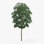 Yellow Birch Tree 12.6m