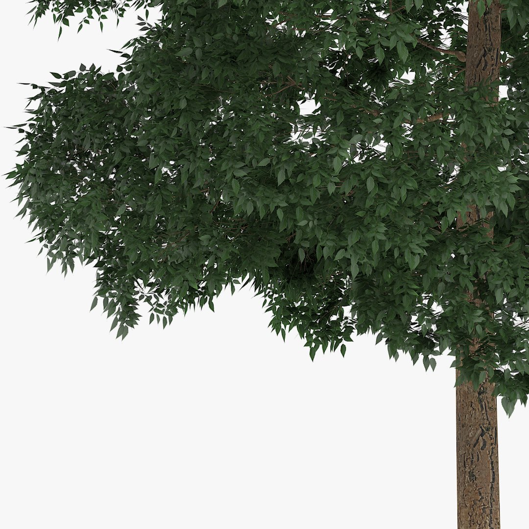 3d yellow birch 12 6m model https://p.turbosquid.com/ts-thumb/lP/BzzMFu/gU4Rr8sd/redpolygon_birch_09_05copy/jpg/1442131202/1920x1080/fit_q87/ee76396f462c0aa26d11f59c25d410b2859d8be1/redpolygon_birch_09_05copy.jpg