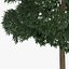 Yellow Birch Tree 12.6m
