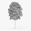 Yellow Birch Tree 12.6m