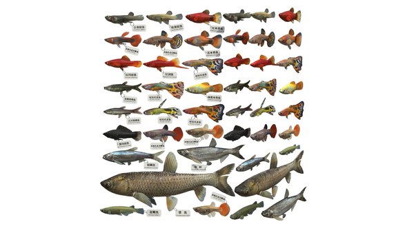 modelo 3d fish232022412721 - TurboSquid 2003567