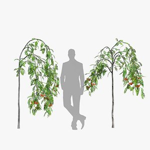 3D Rowan 2m sorbus aucuparia pendula model