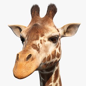 african giraffe fur model