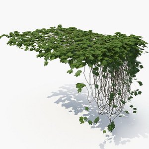 realistic ivy 3D