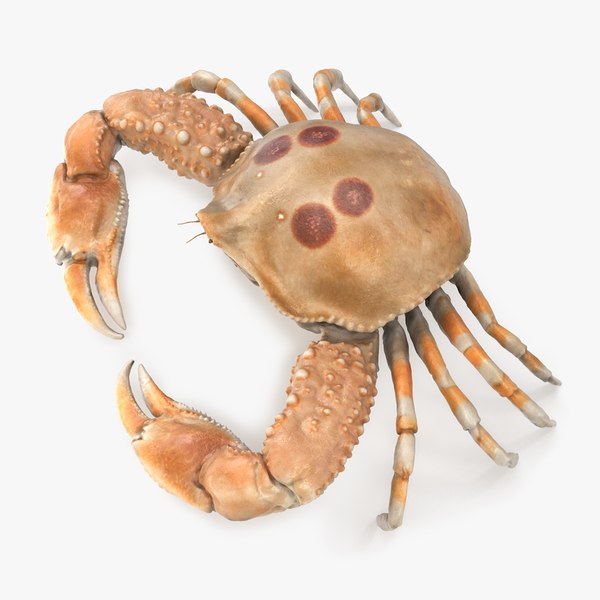 Pebble Crab 3D model