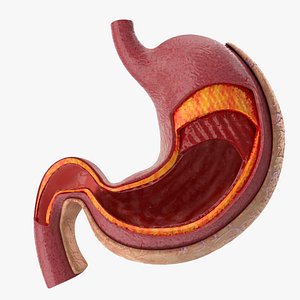 3D model stomach anatomy