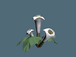 plant flowers 3d model