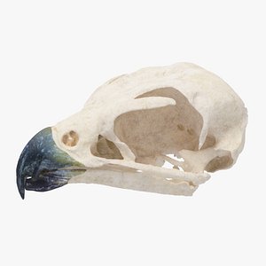 Peregrine falcon skull