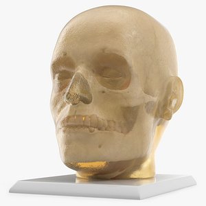 Human Ballistics Skull Head on Stand 3D model