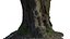 ACACIA TREE TRUNK