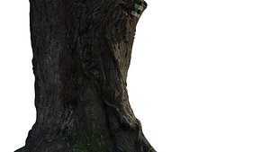ACACIA TREE TRUNK