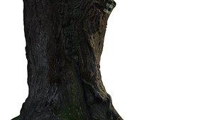 ACACIA TREE TRUNK