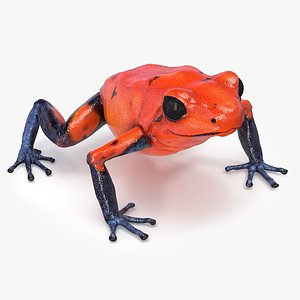 3D Red Poison Dart Frog model