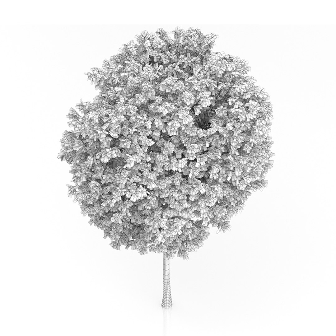 3ds max honey locust tree gleditsia https://p.turbosquid.com/ts-thumb/lQ/EXkvc0/i7GAsJ1p/07cgridcopy/jpg/1416903840/1920x1080/fit_q87/0c8fcd896afb9c0bb2d6c62ffe9dfb7bd61fdb13/07cgridcopy.jpg