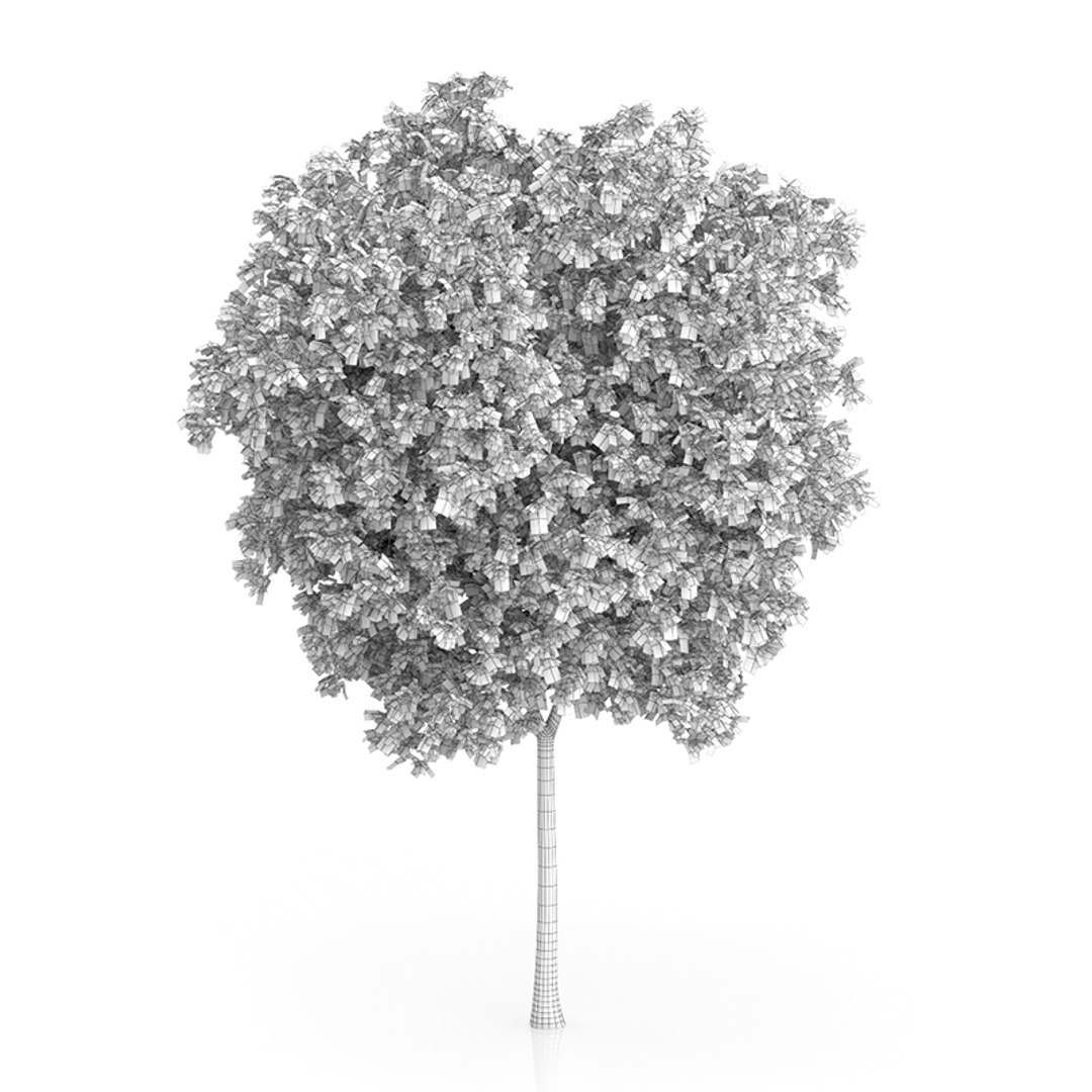 3ds max honey locust tree gleditsia https://p.turbosquid.com/ts-thumb/lQ/EXkvc0/n1fXp1z1/07agridcopy/jpg/1416903840/1920x1080/fit_q87/b223375a70210afb8a9a06080b50b0173dd1bd01/07agridcopy.jpg