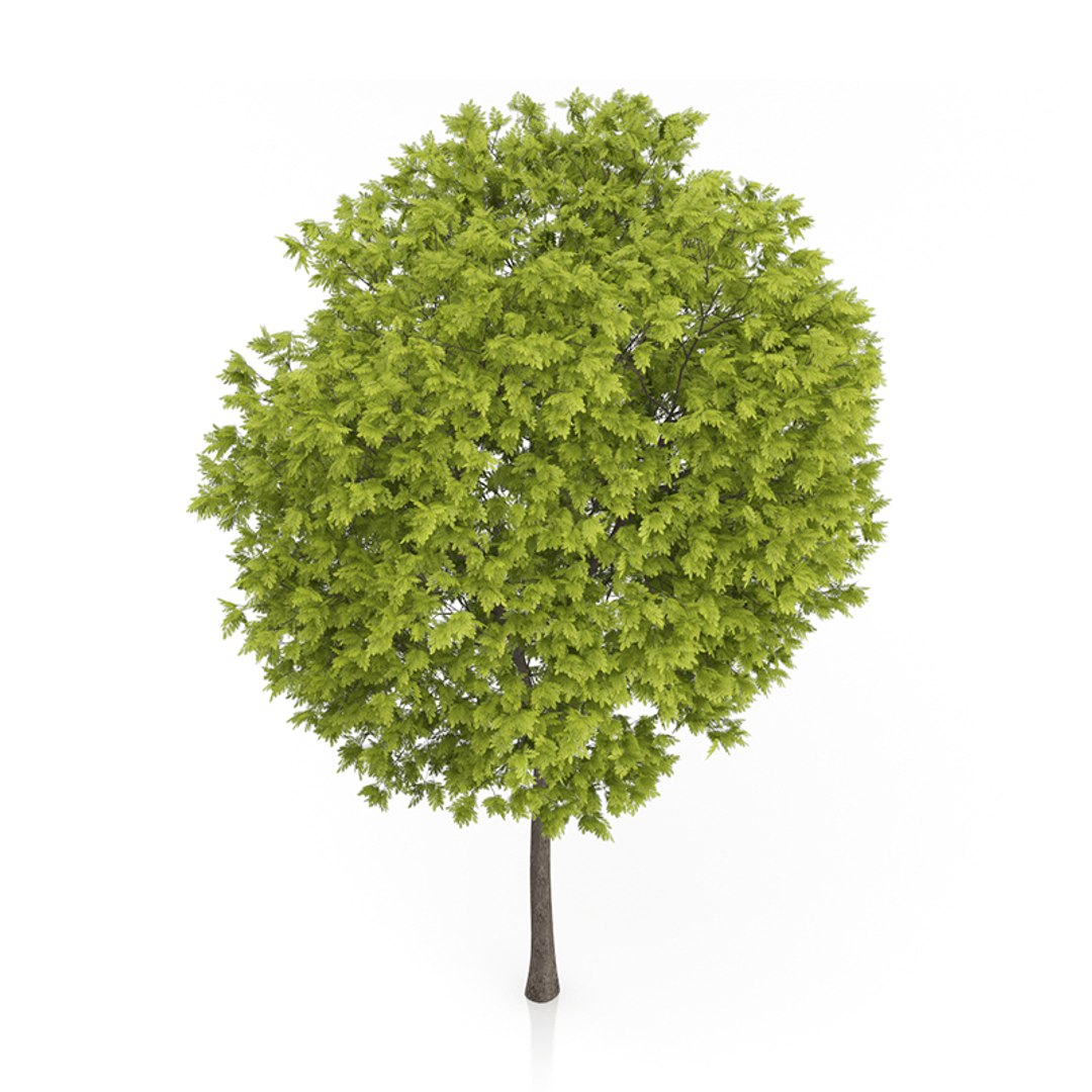 3ds max honey locust tree gleditsia https://p.turbosquid.com/ts-thumb/lQ/EXkvc0/zYP1fRlA/07ccopy/jpg/1416903840/1920x1080/fit_q87/1af68b9f7188a70312fb5386150d1294250d5590/07ccopy.jpg