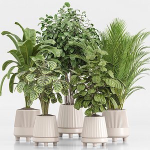 indoor Plant Set 019
