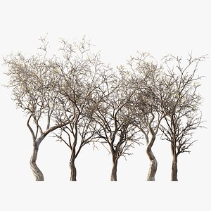 3D AV Winter Dry Tree model
