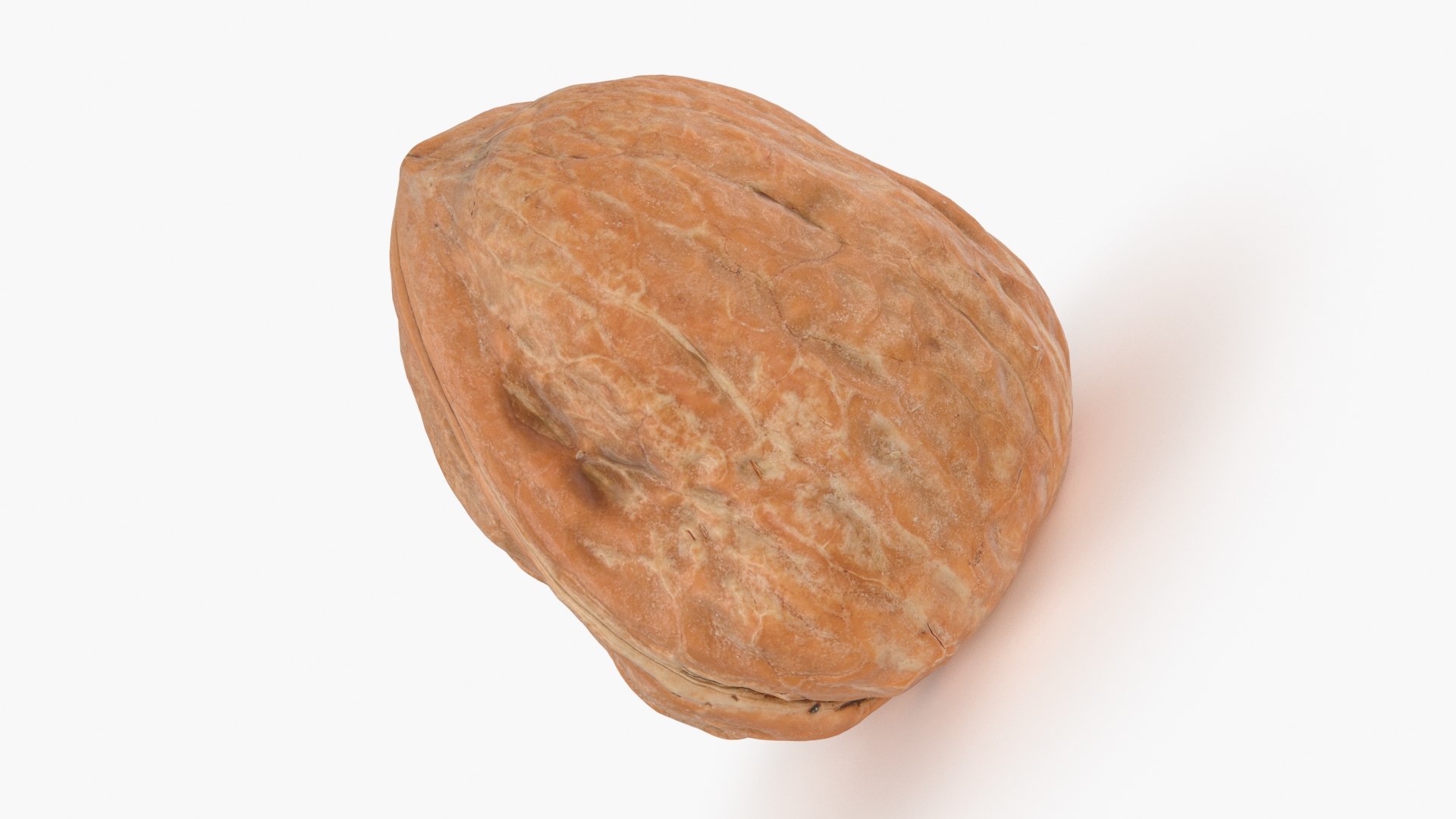Walnut Shell 04 Model - TurboSquid 2016231
