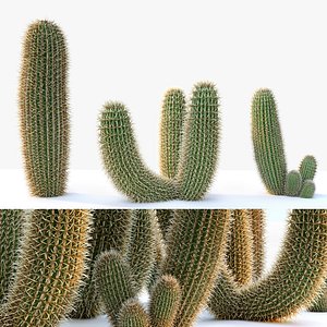 Ferocactus pilosus 3D model