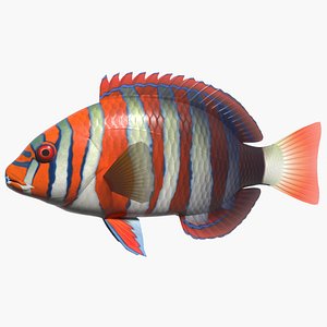 Harlequin tuskfish