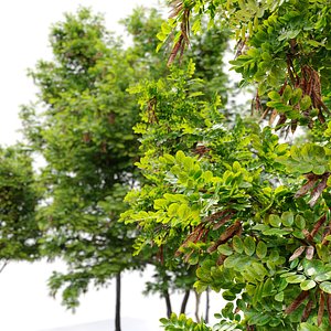 Robinia pseudoacacia 04