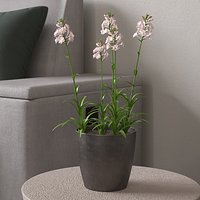 Potted Polianthes Tuberosa Cluster Pink