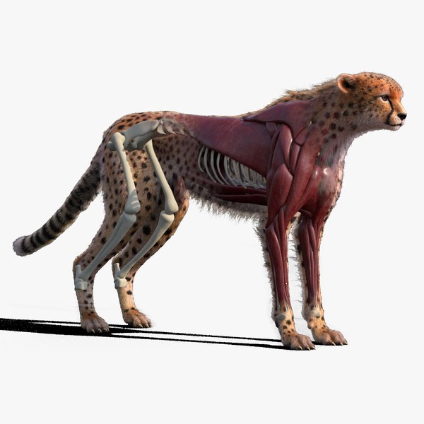 Cheetah Lion Hybrid | lupon.gov.ph