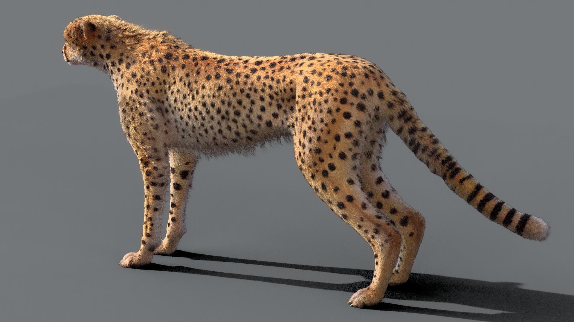 3D cheetah fur xgen skeletons model - TurboSquid 1479114