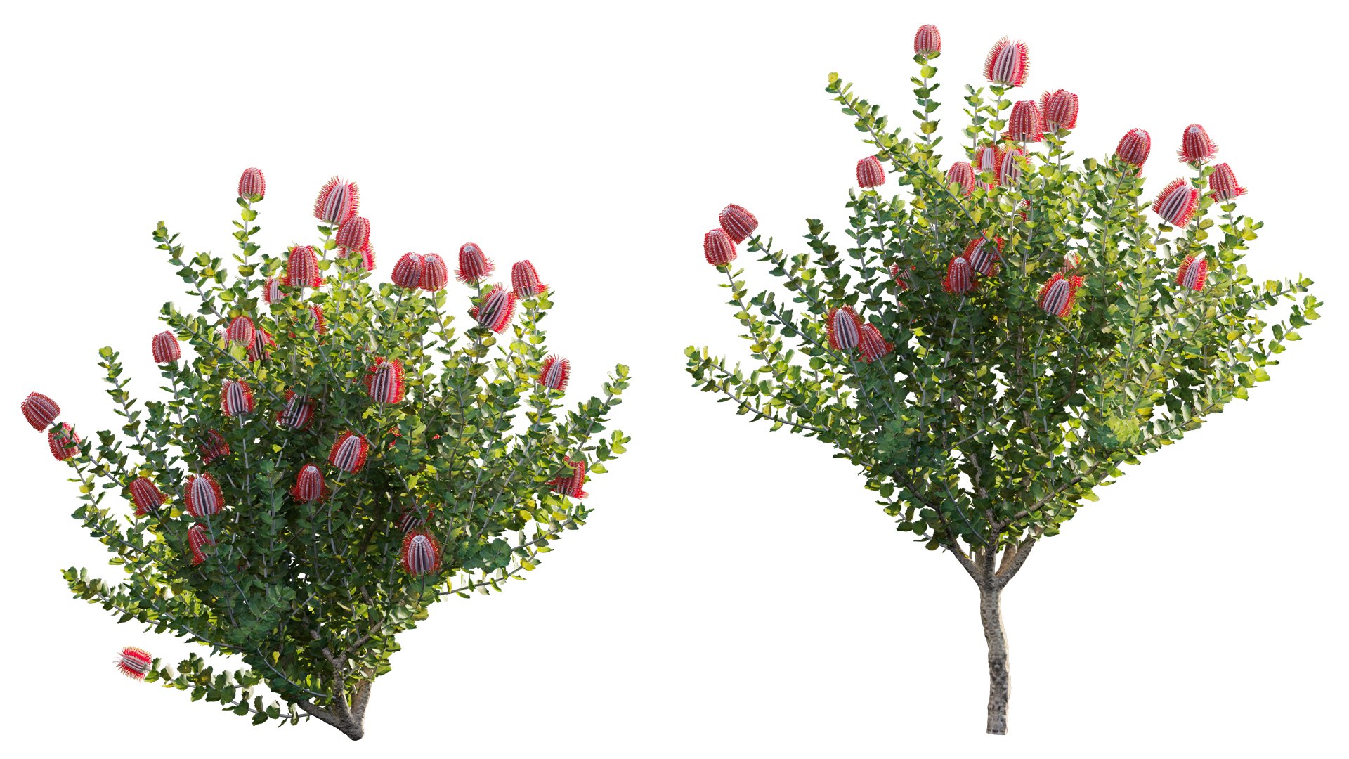 3D Grow FX - Scarlet Banksia - Banksia coccinea 02 model https://p.turbosquid.com/ts-thumb/lQ/cHdj8B/Ho/3dtree_banksiacoccinea_02_08/jpg/1791428873/1920x1080/fit_q87/326f48c1fccab038aca69cee96ab5ef08beda18f/3dtree_banksiacoccinea_02_08.jpg