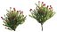 Grow FX - Scarlet Banksia - Banksia coccinea 02