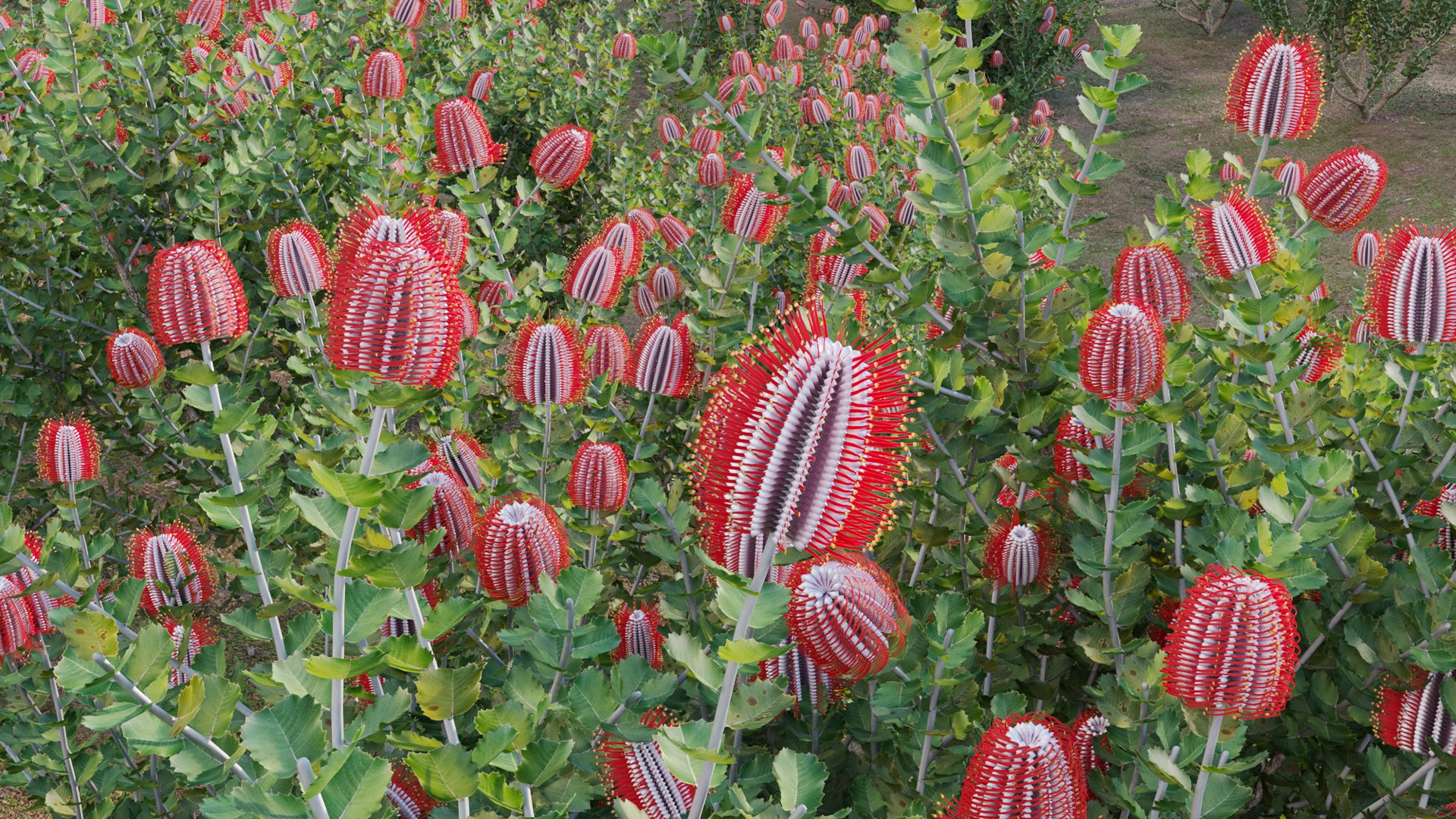 3D Grow FX - Scarlet Banksia - Banksia coccinea 02 model https://p.turbosquid.com/ts-thumb/lQ/cHdj8B/Jm/3dtree_banksiacoccinea_02_12/jpg/1791428878/1920x1080/fit_q87/a5fb9509c499d685794cd1de670cebb7fa2aeaea/3dtree_banksiacoccinea_02_12.jpg