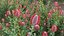 Grow FX - Scarlet Banksia - Banksia coccinea 02