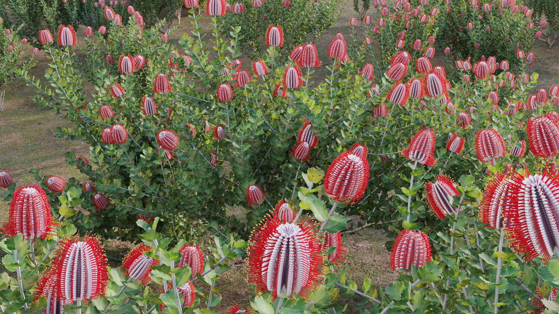 3D Grow FX - Scarlet Banksia - Banksia coccinea 02 model https://p.turbosquid.com/ts-thumb/lQ/cHdj8B/Qq/3dtree_banksiacoccinea_02_11/jpg/1791428878/1920x1080/fit_q87/6ced148ff247e8e0a3cf84e22b3531f49a62f50d/3dtree_banksiacoccinea_02_11.jpg