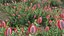 Grow FX - Scarlet Banksia - Banksia coccinea 02