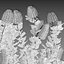 Grow FX - Scarlet Banksia - Banksia coccinea 02