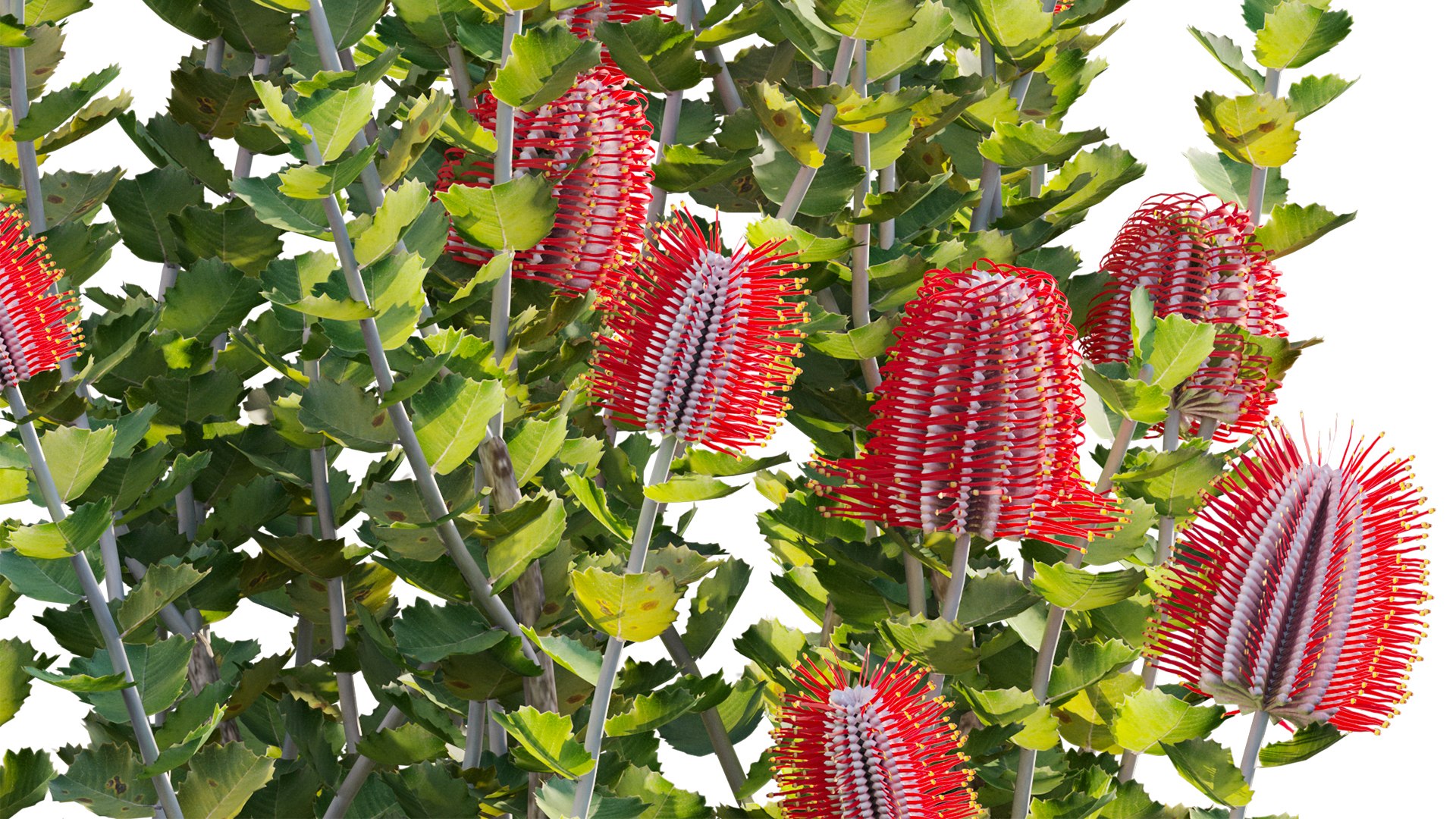 3D Grow FX - Scarlet Banksia - Banksia coccinea 02 model https://p.turbosquid.com/ts-thumb/lQ/cHdj8B/Vk/3dtree_banksiacoccinea_02_10/jpg/1791428877/1920x1080/fit_q87/37bec5f36965cbd6f0bb24e2de0cc0c362a9961c/3dtree_banksiacoccinea_02_10.jpg