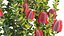 Grow FX - Scarlet Banksia - Banksia coccinea 02