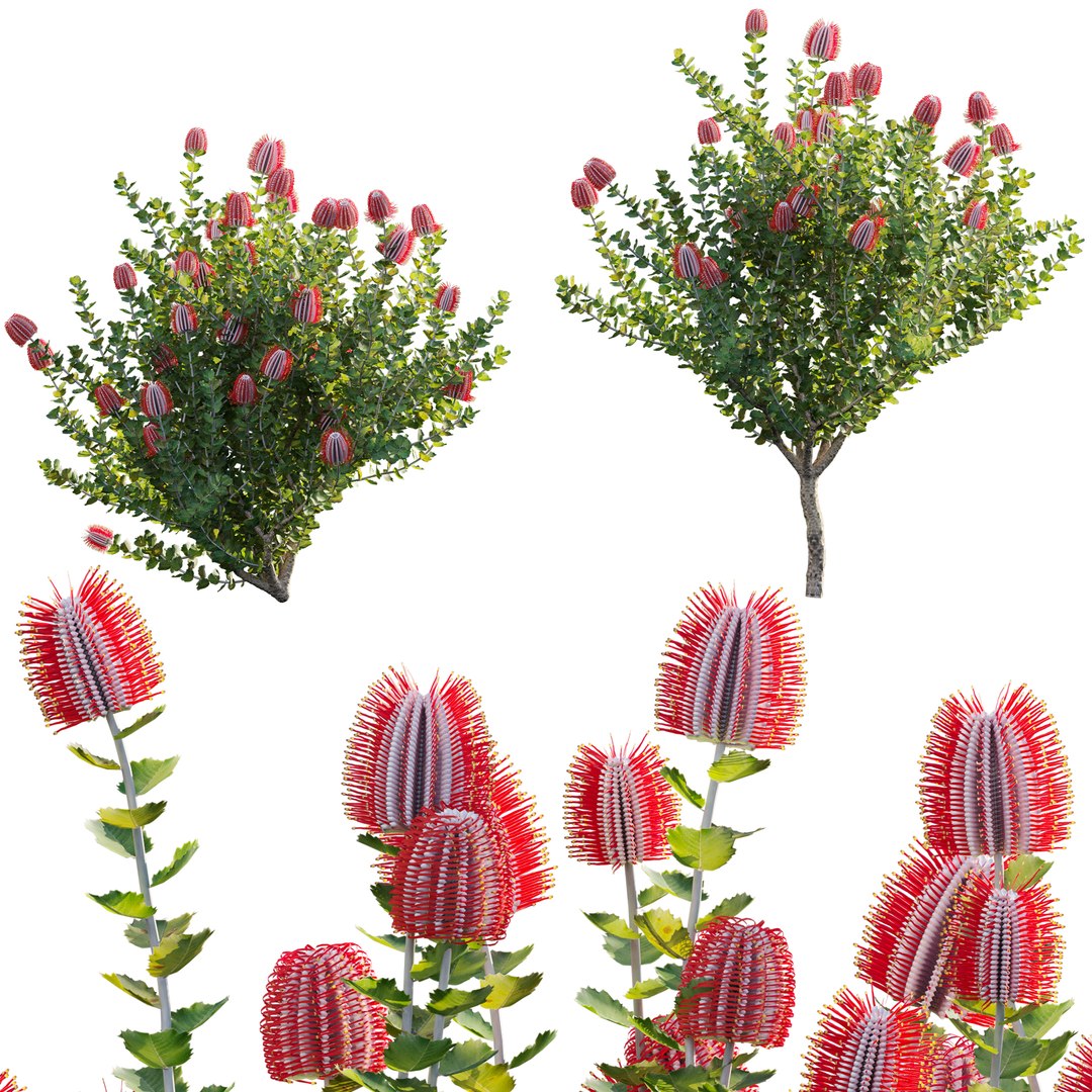 3D Grow FX - Scarlet Banksia - Banksia coccinea 02 model https://p.turbosquid.com/ts-thumb/lQ/cHdj8B/g6/3dtree_banksiacoccinea_02_01/jpg/1791428873/1920x1080/fit_q87/35eb74f3b1bd6c80ac9fd08f375cb2e36b1a0a53/3dtree_banksiacoccinea_02_01.jpg