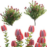 Grow FX - Scarlet Banksia - Banksia coccinea 02