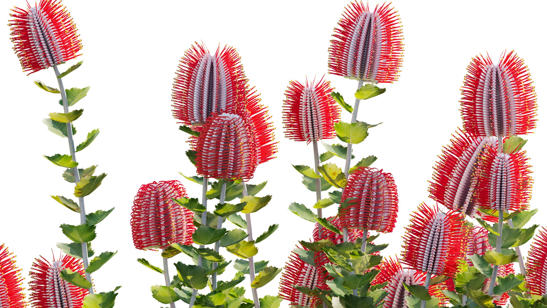3D Grow FX - Scarlet Banksia - Banksia coccinea 02 model https://p.turbosquid.com/ts-thumb/lQ/cHdj8B/gB/3dtree_banksiacoccinea_02_09/jpg/1791428876/1920x1080/fit_q87/660ac97ca411abc12c6d9d4992113bfde73c000a/3dtree_banksiacoccinea_02_09.jpg