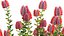 Grow FX - Scarlet Banksia - Banksia coccinea 02