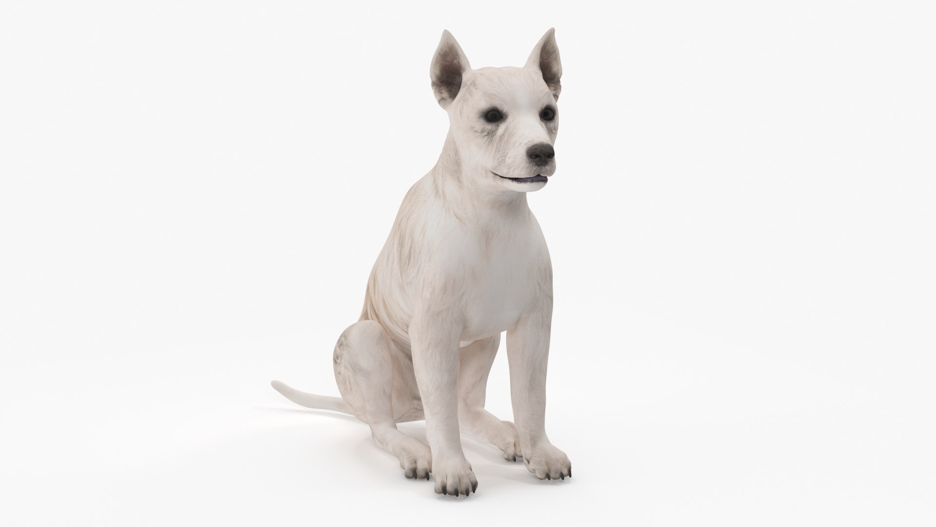 3D model Mongrel Dog Cream Rigged for Maya https://p.turbosquid.com/ts-thumb/lQ/nVzXpq/iP/mongrel_dog_cream_rigged_009/jpg/1752632216/1920x1080/fit_q87/751879c1377ea5f94dc8f64e1b5a88200e8014d6/mongrel_dog_cream_rigged_009.jpg